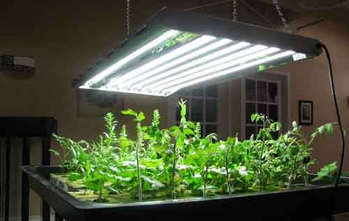 رشد گیاه با نور مصنوعی